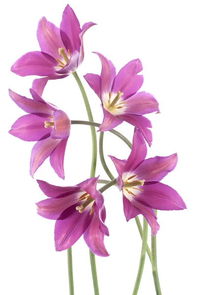Λουλούδια τουλίπα — Φωτογραφία Αρχείου
