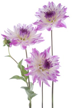 Dahlia clipart