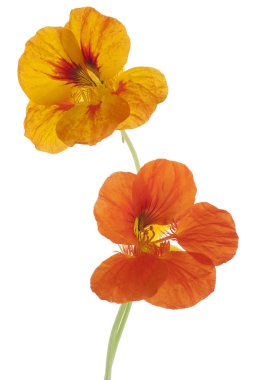 Nasturtium