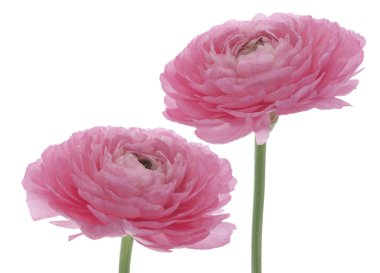 Persian buttercup clipart