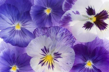 Pansy flowers clipart