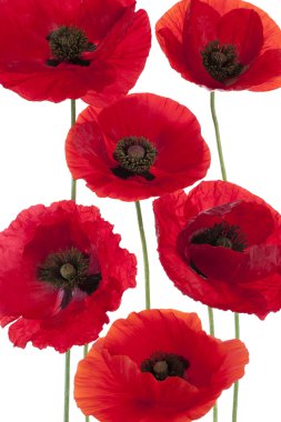 Poppy flowers clipart