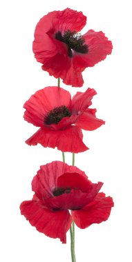 Poppy flowers clipart