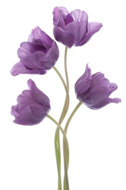 Tulip flowers clipart