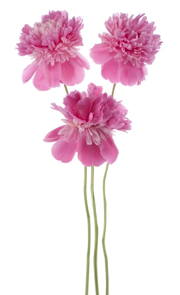 Peony flowers — Stock Photo, Image