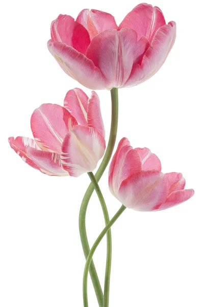 Flores de tulipa Imagens Royalty-Free
