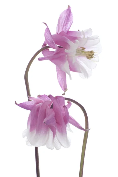 stock image Columbine