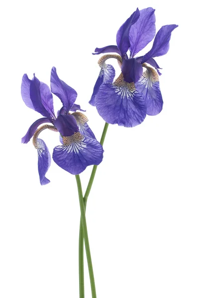 stock image Iris flowers