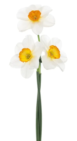 Flores de narciso —  Fotos de Stock