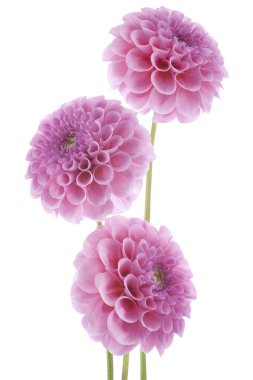 Dahlia flowers clipart