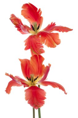 Tulip flowers clipart