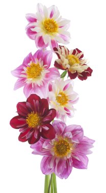 Dahlia çiçekleri
