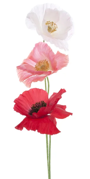 Poppy bloemen — Stockfoto