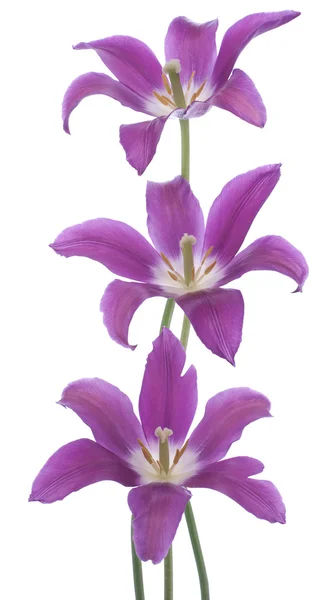 Flori de lalea — Fotografie, imagine de stoc