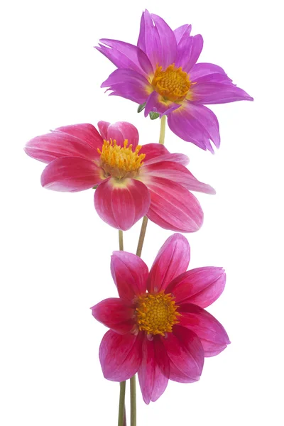 Dahlia flores Imagem De Stock