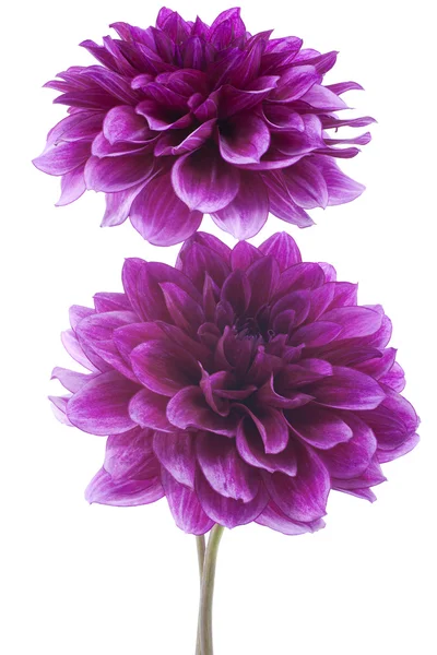 Flores de Dalia —  Fotos de Stock