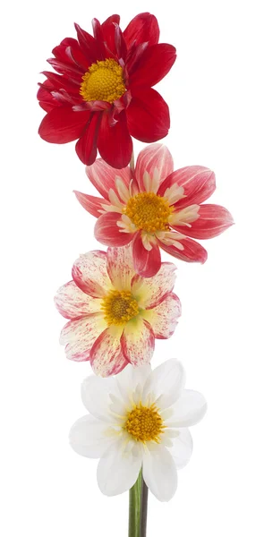 Flores de Dalia —  Fotos de Stock