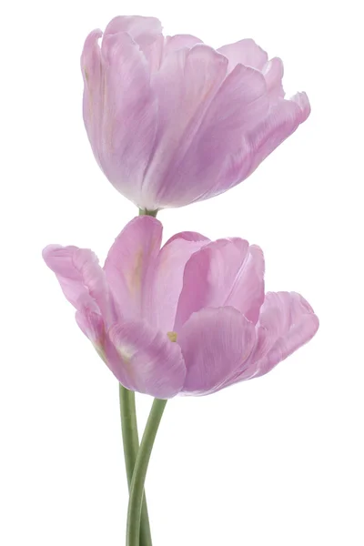 Flores de tulipán — Foto de Stock