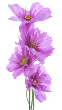 Cosmos flowers clipart