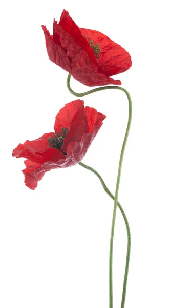 stock image Poppy flowers