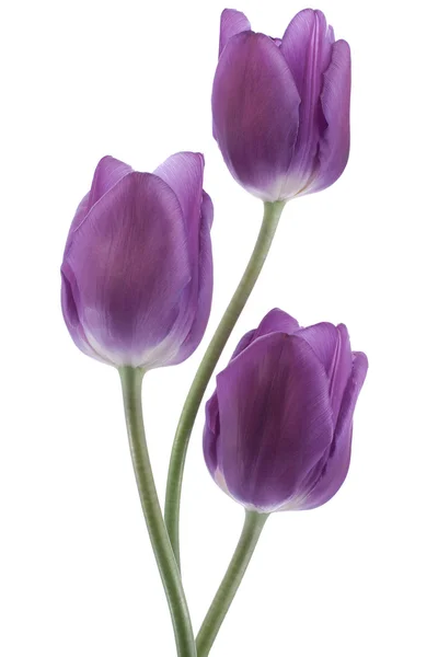 Fiori di tulipano — Foto Stock