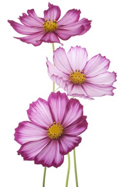 Cosmos flowers clipart