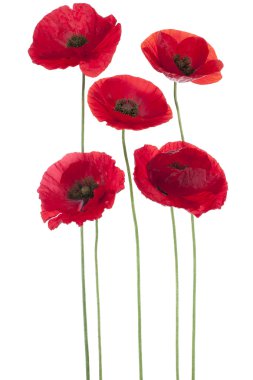 Poppy flowers clipart