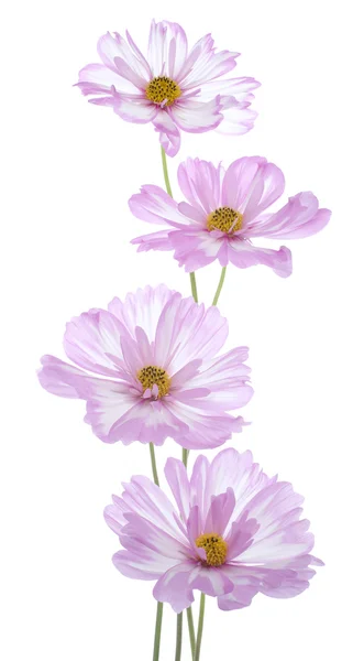 Cosmos flowers — Stock Photo, Image