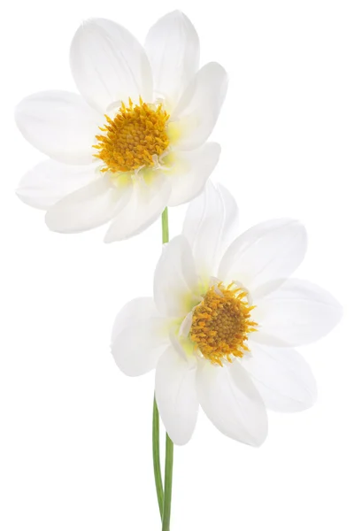 Жоржина квіти Стокове Фото