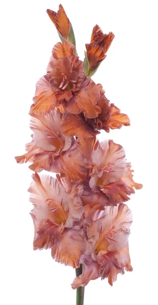 Gladiolus — Stock fotografie