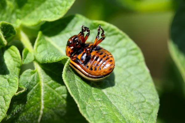 坐在绿色马铃薯叶上的科罗拉多甲虫的特写 — 图库照片