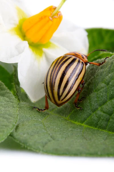 Stock image Closeup of Colorado potato beetle