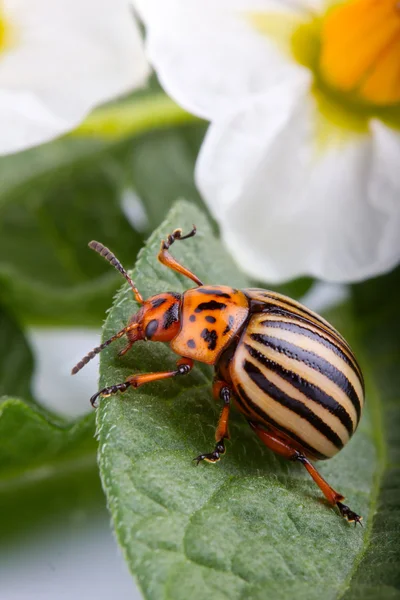 Colorado potato beetle eating leaf — Stock Photo, Image