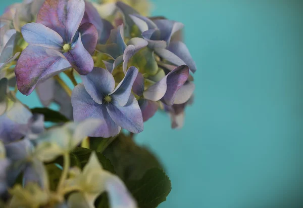 Close-up de uma planta de hortênsia azul — Fotografia de Stock