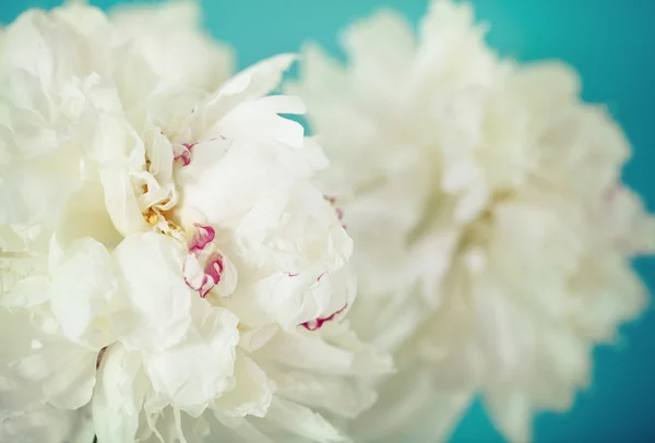 Primo piano di fiori di peonia bianchi — Foto Stock