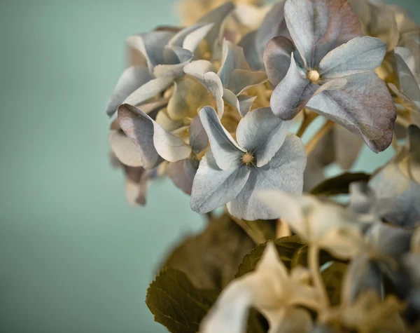 Close-up of a blue hydrangea in retro style — Stock Photo, Image