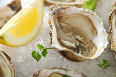 Fresh oysters platter served in ice clipart