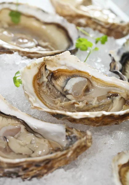 Schotel van verse oesters geserveerd in ijs — Stockfoto