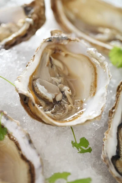 Fresh oysters platter served in ice — Stock Photo, Image