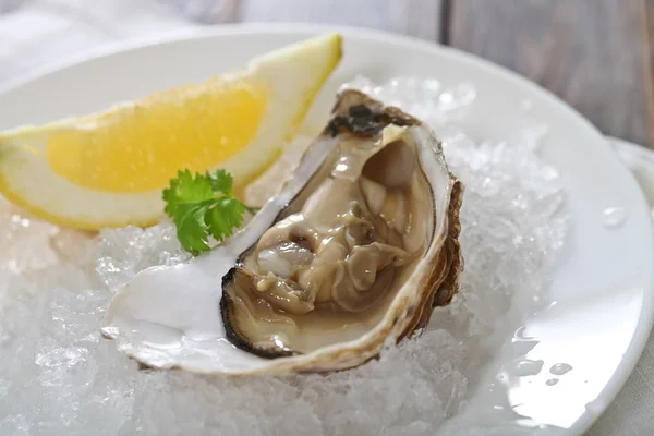 Schotel van verse oesters — Stockfoto