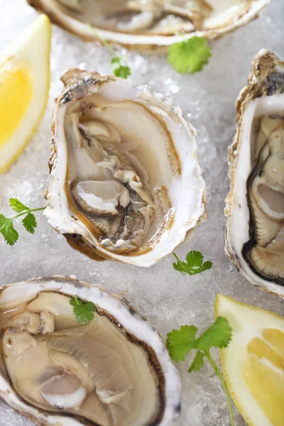 Schotel van verse oesters geserveerd in ijs — Stockfoto