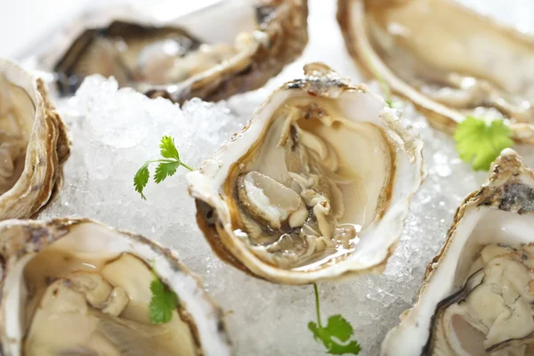 Fresh oysters platter served in ice — Stock Photo, Image