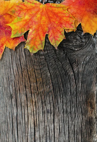 Podzimní dřevěné pozadí — Stock fotografie