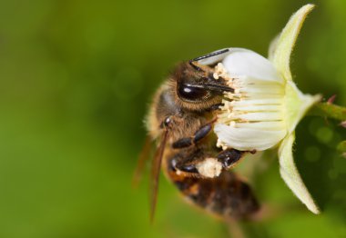 Insect eating pollen on tree flowers clipart