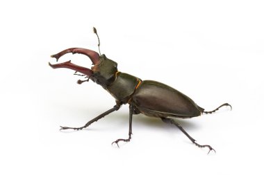 Beetle clipart