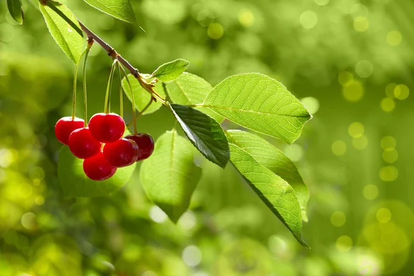 stock image Cherries