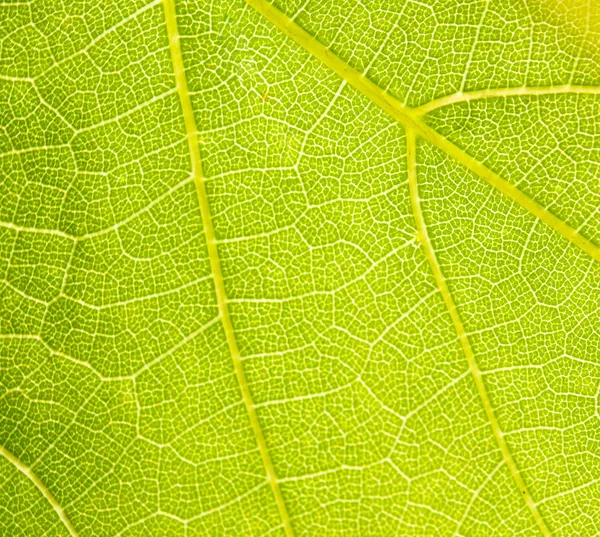 stock image Grapevine leaf macro