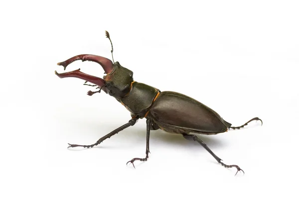 stock image Beetle