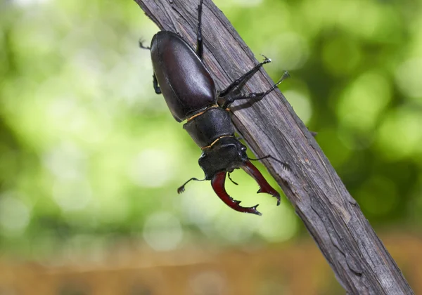 stock image Beetle