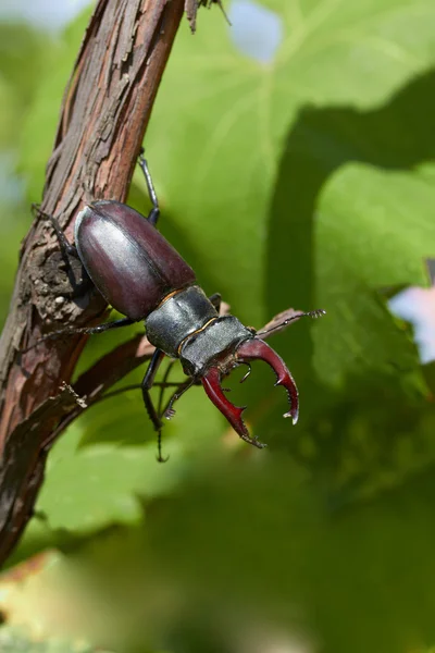 stock image Beetle